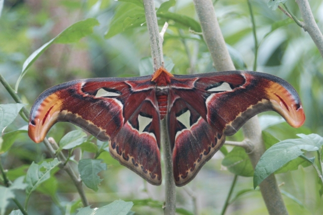 Mariposa Attacus Atlas